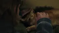 Задник к фильму "Рождество кота Боба" #351822