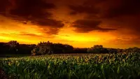 Задник к фильму "Дети кукурузы 2: Последняя жертва" #384447