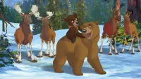Задник к фильму "Братец медвежонок 2: Лоси в бегах" #323524