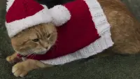 Задник к фильму "Рождество кота Боба" #351824
