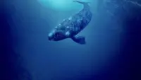 Задник к фильму "Оседлавший кита" #238588