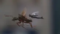 Задник к фильму "Человек-муравей и Оса" #251482