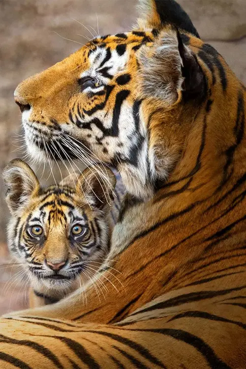 Постер к фильму "Tiger"