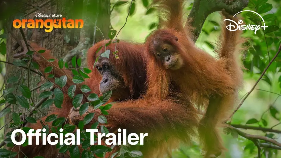 Видео к фильму Orangutan | Stream On Disney+ April 22