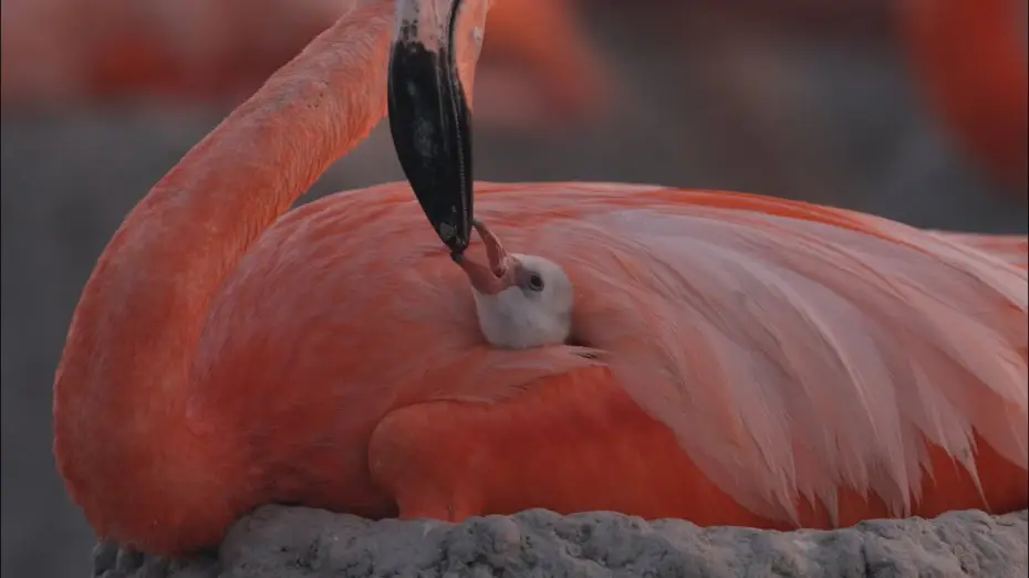 Видео к фильму Flamingos: La vida despu&eacute;s del meteorito | Flamingos - Trailer
