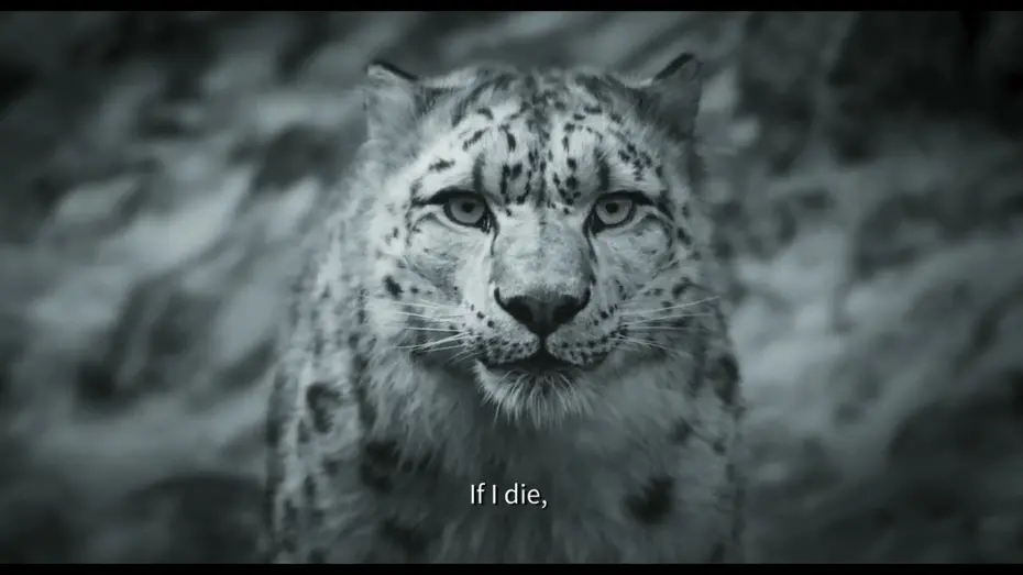 Видео к фильму Snow Leopard | Snow Leopard - Pema Tseden - Bande-annonce