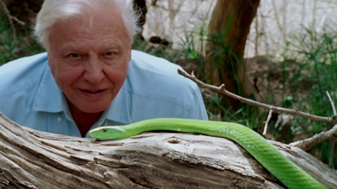 Видео к фильму Дэвид Аттенборо: Жизнь на нашей планете | David Attenborough: A Life On Our Planet | Official Trailer