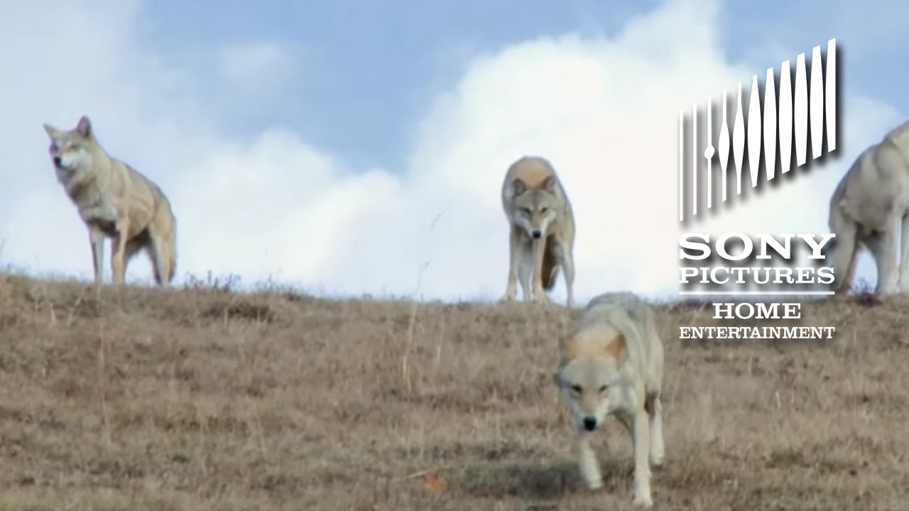 Видео к фильму Тотем волка | Wolf Totem - On Blu-ray 12/15!