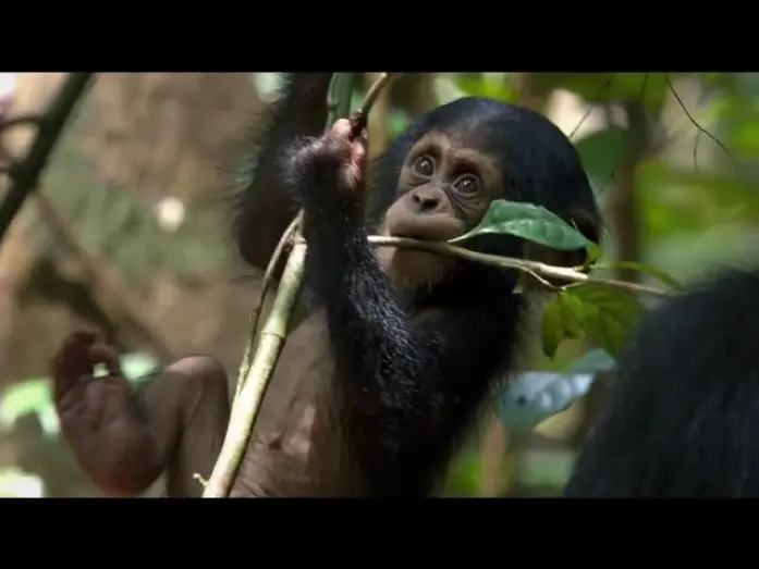 Видео к фильму Шимпанзе | Chimpanzee Official Trailer