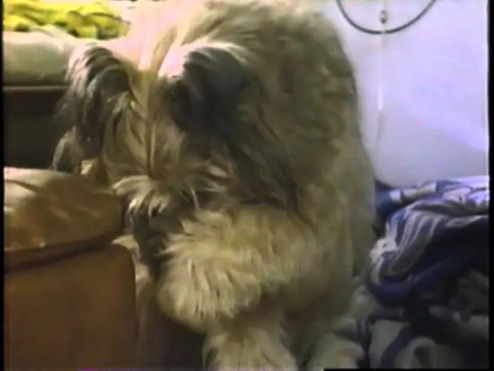 Видео к фильму Главная собака | Top Dog (1995) Trailer (VHS Capture)