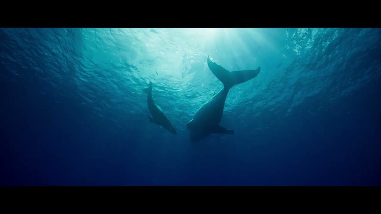 Видео к фильму Киты: Стражи планеты | Whale Nation (2023) - Trailer HD