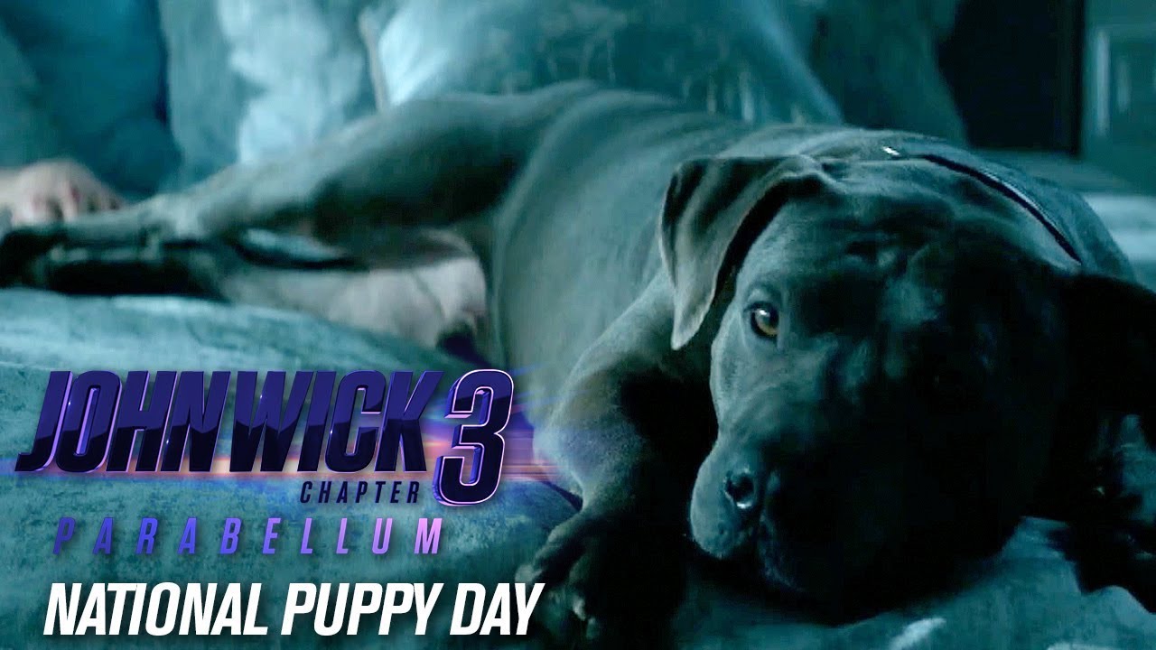 Видео к фильму Джон Уик 3 | “Happy National Puppy Day”