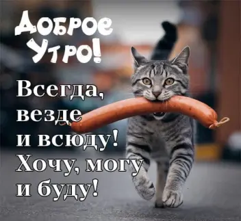 Актёр (актриса) на роль Блогера с КОТОМ, рекламные ролики для реалити-шоу.