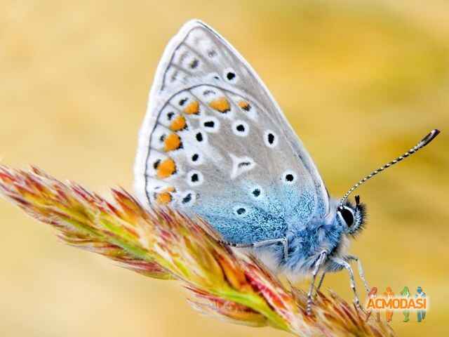 Алена Юрьевна Вирс фото №671155. Загружено 16 Июня 2014