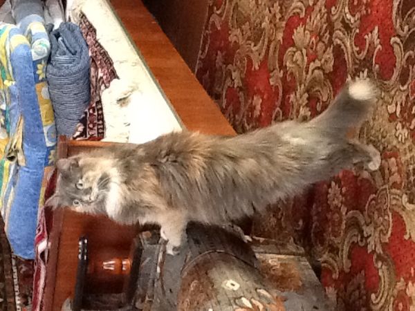 Фото У меня дома живёт очень красивая кошечка Клеопатра.